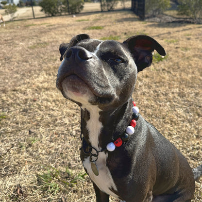 CUSTOM BEADED DOG COLLAR