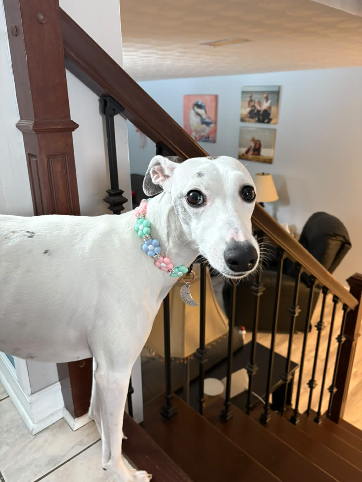 CUSTOM BEADED DOG COLLAR