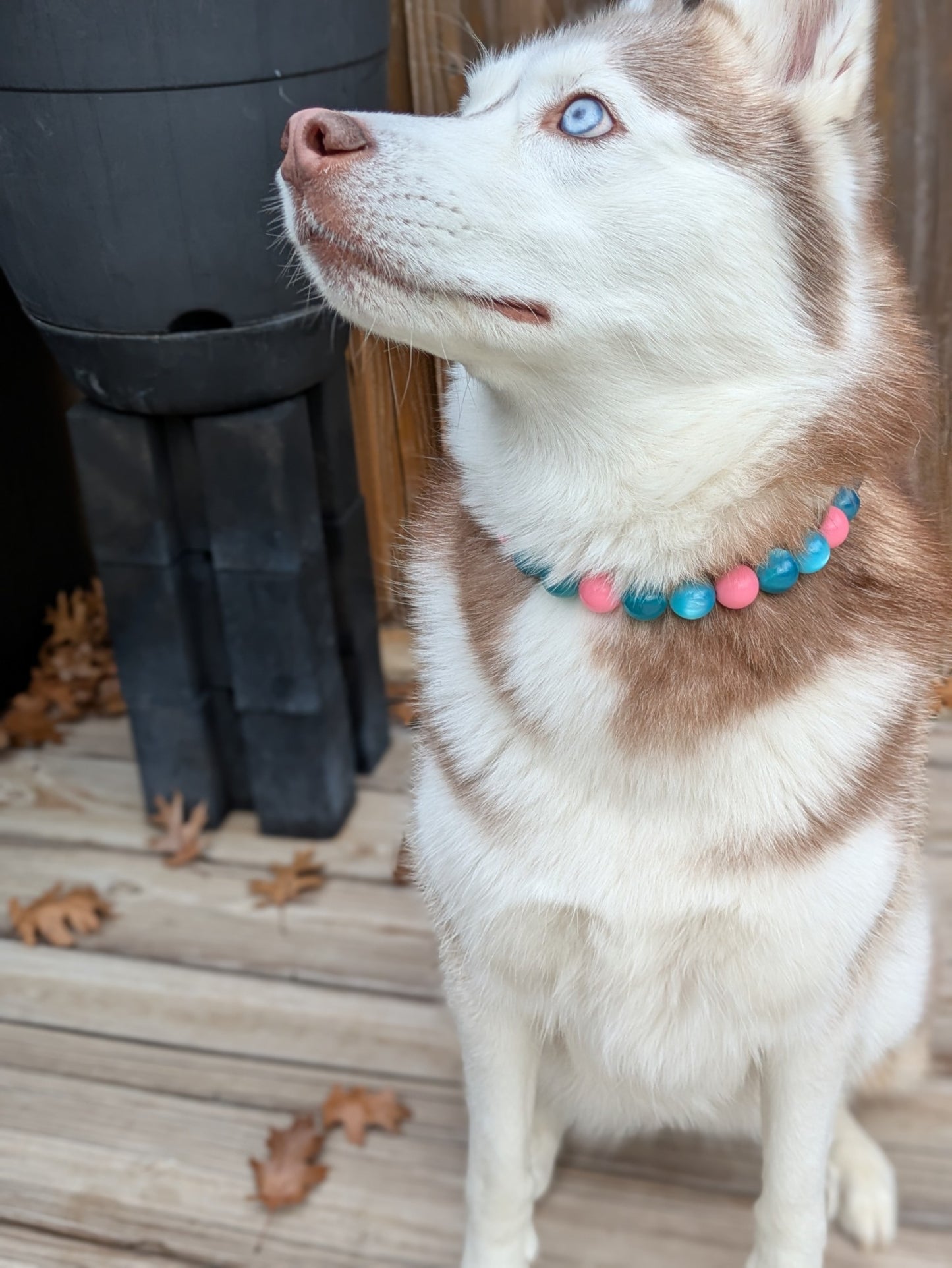CUSTOM BEADED DOG COLLAR